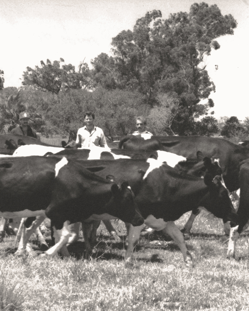 Formação da bacia leiteira